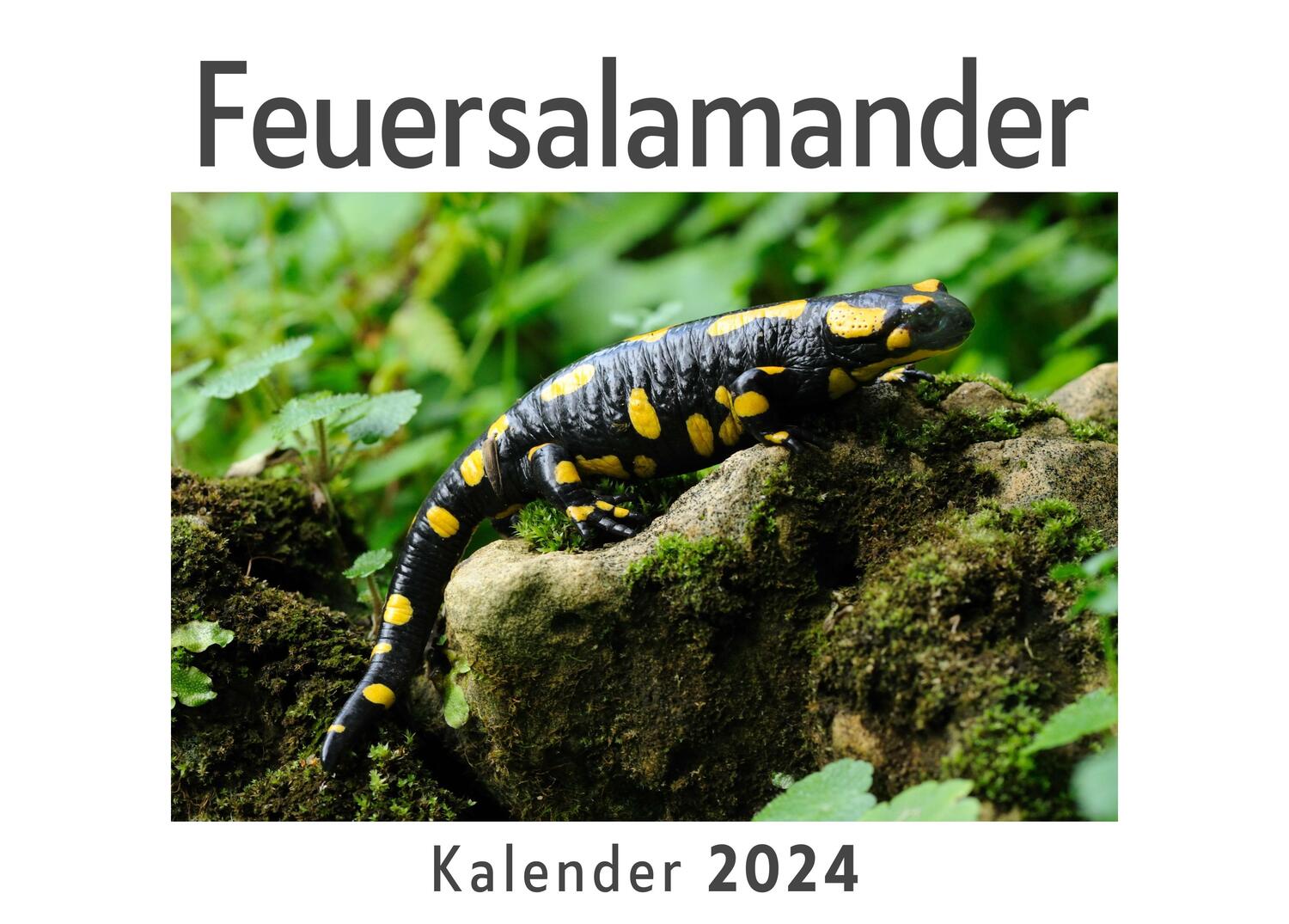 Cover: 9783750548688 | Feuersalamander (Wandkalender 2024, Kalender DIN A4 quer,...