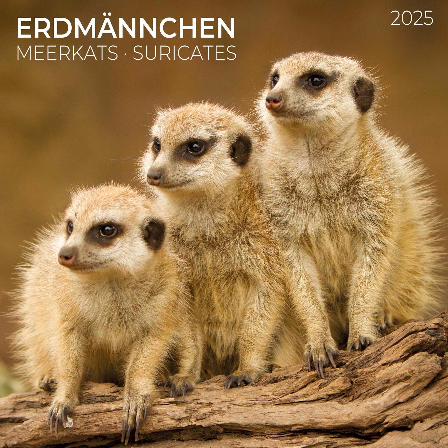 Cover: 9783959294683 | Meerkats/Erdmännchen 2025 | Kalender 2025 | Kalender | Artwork Edition