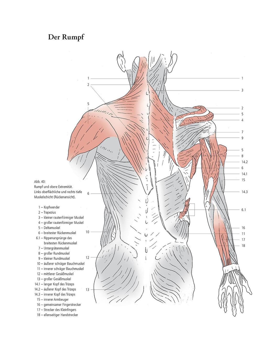 Bild: 9783968490526 | Gestalt und Anatomie | Ein Leitfaden für den bildnerischen Weg | Buch