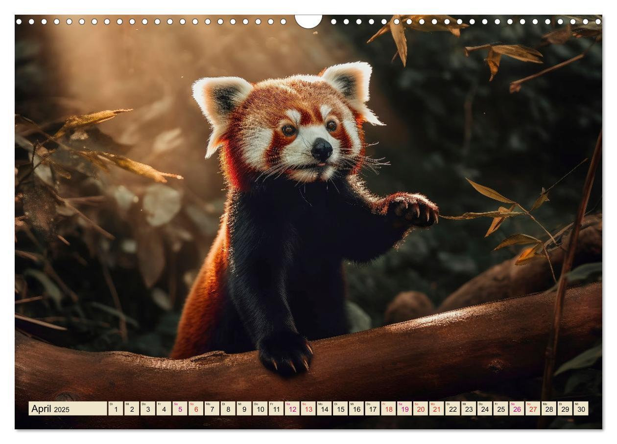 Bild: 9783383905131 | Roter Panda - gefährdeter Katzenbär (Wandkalender 2025 DIN A3...