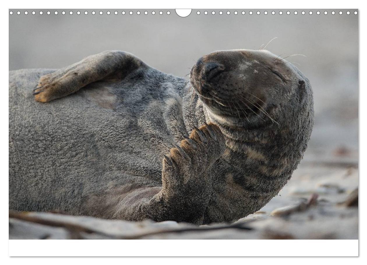 Bild: 9783435718733 | Robben auf Helgoland 2025 (Wandkalender 2025 DIN A3 quer), CALVENDO...