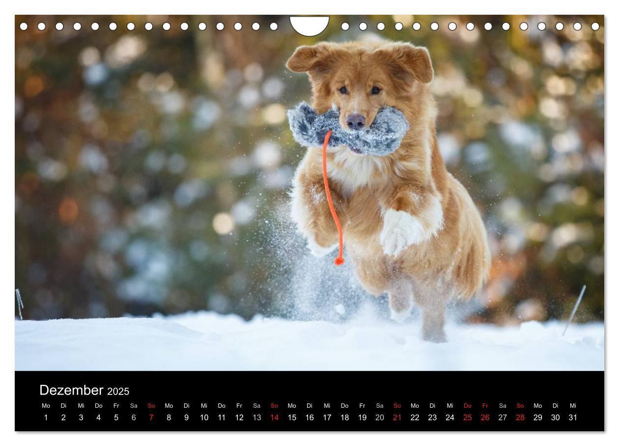 Bild: 9783435629770 | Toller - Nova Scotia Duck Tolling Retriever (Wandkalender 2025 DIN...