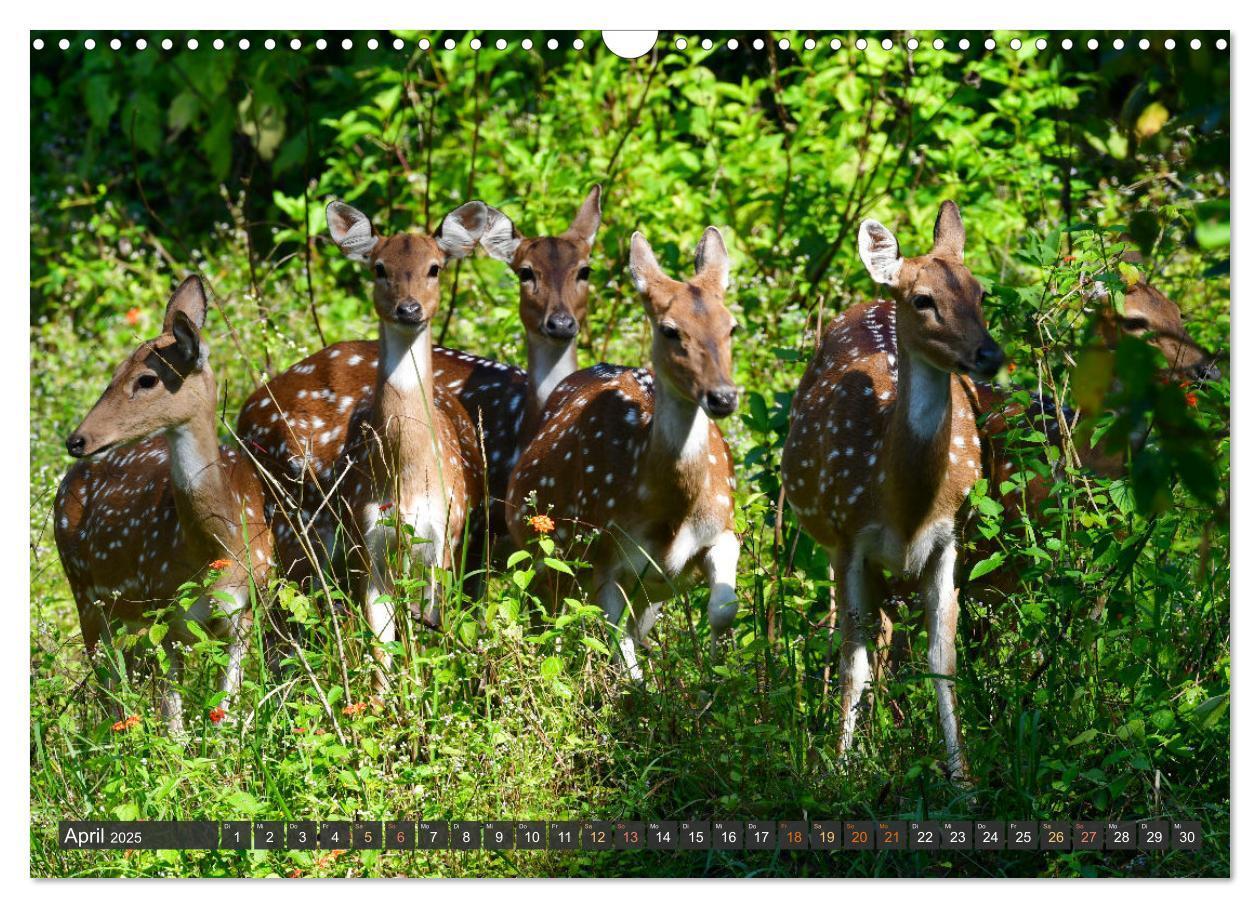 Bild: 9783435817092 | Tiere Indiens close up (Wandkalender 2025 DIN A3 quer), CALVENDO...