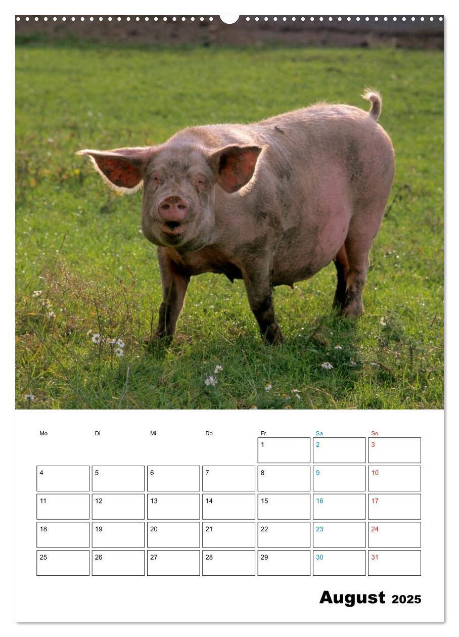 Bild: 9783457077382 | Schweine 2025 (Wandkalender 2025 DIN A2 hoch), CALVENDO Monatskalender