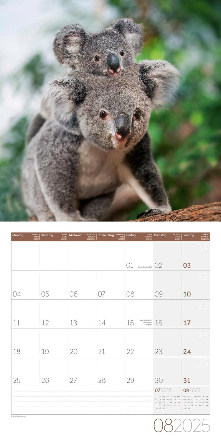 Bild: 9783838445229 | Koalas Kalender 2025 - 30x30 | Ackermann Kunstverlag | Kalender | 2025