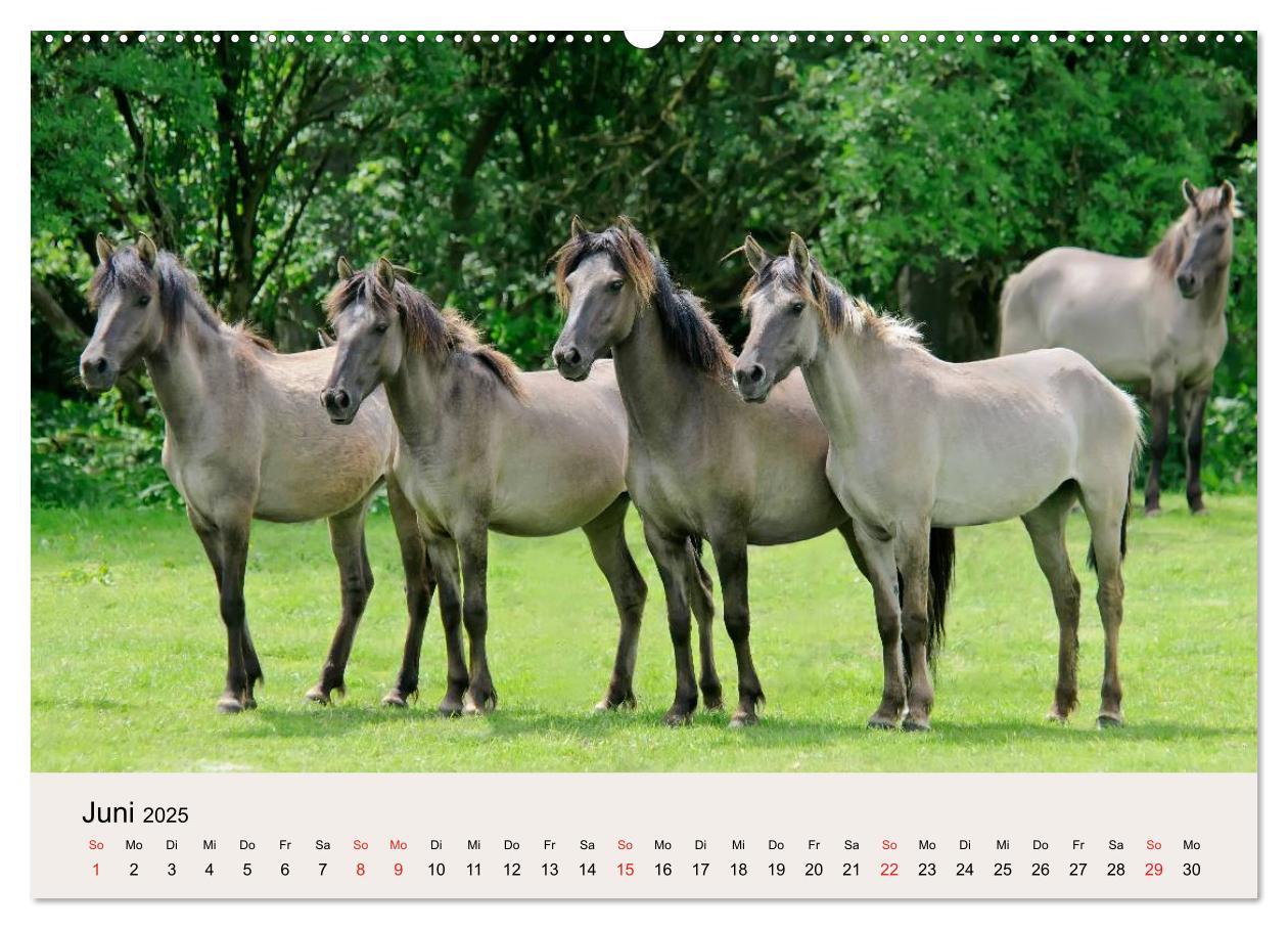 Bild: 9783435813056 | Dülmener Wildpferde (Wandkalender 2025 DIN A2 quer), CALVENDO...