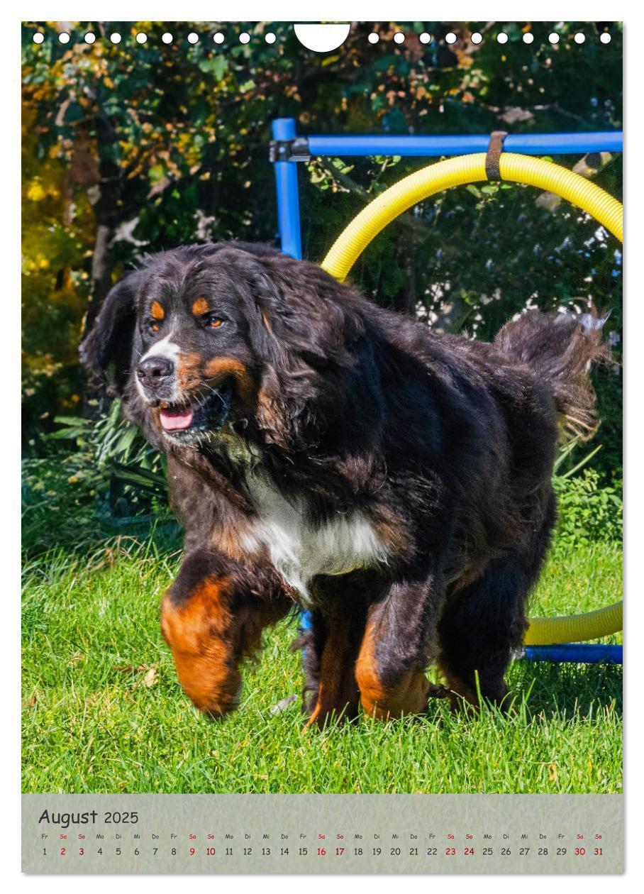 Bild: 9783457159149 | Berner Sennenhund - Ein Hund für alle Fälle (Wandkalender 2025 DIN...