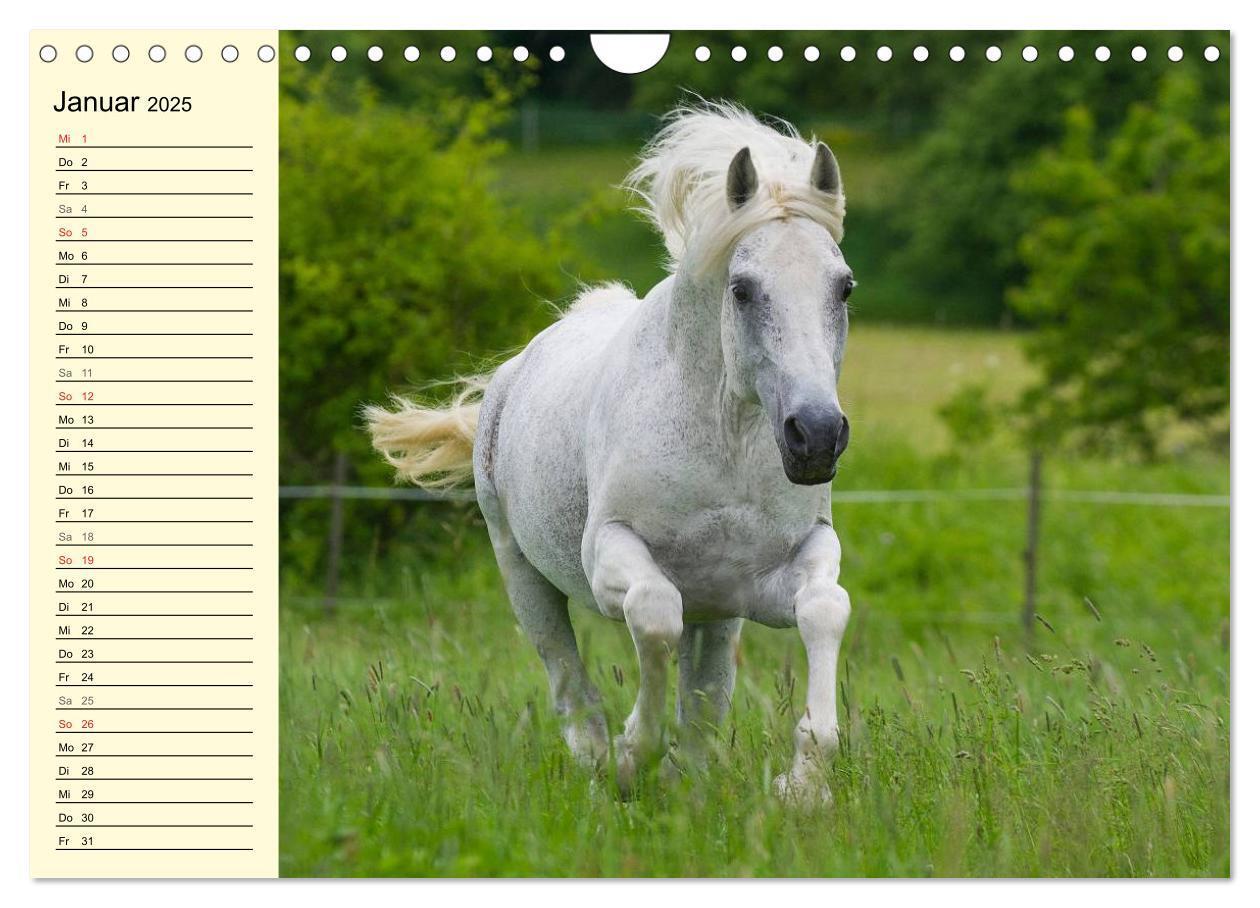 Bild: 9783435545544 | Traumpferd Lipizzaner (Wandkalender 2025 DIN A4 quer), CALVENDO...