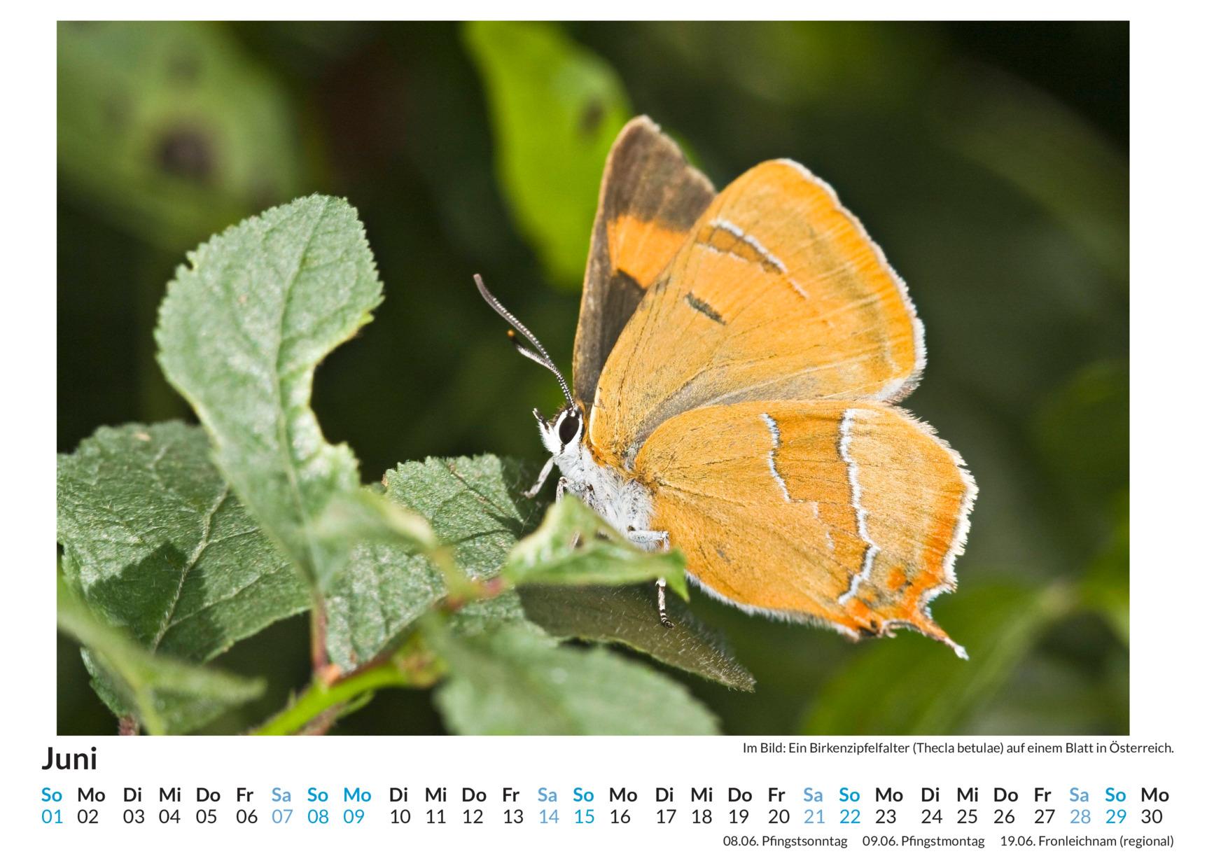 Bild: 9783759122421 | Insekten - (Wandkalender 2025, Kalender DIN A4 quer, Monatskalender...