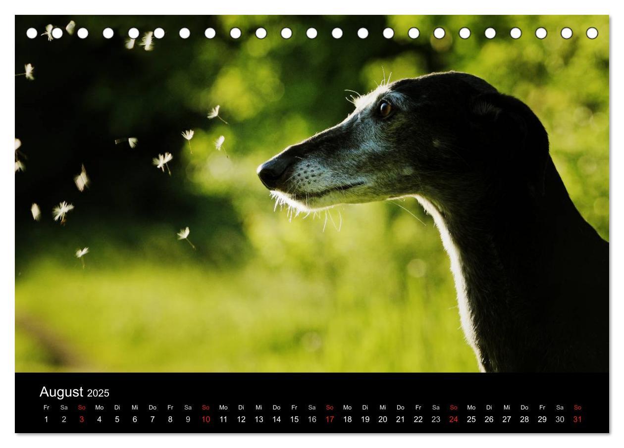 Bild: 9783435773718 | Der Windhundekalender (Tischkalender 2025 DIN A5 quer), CALVENDO...