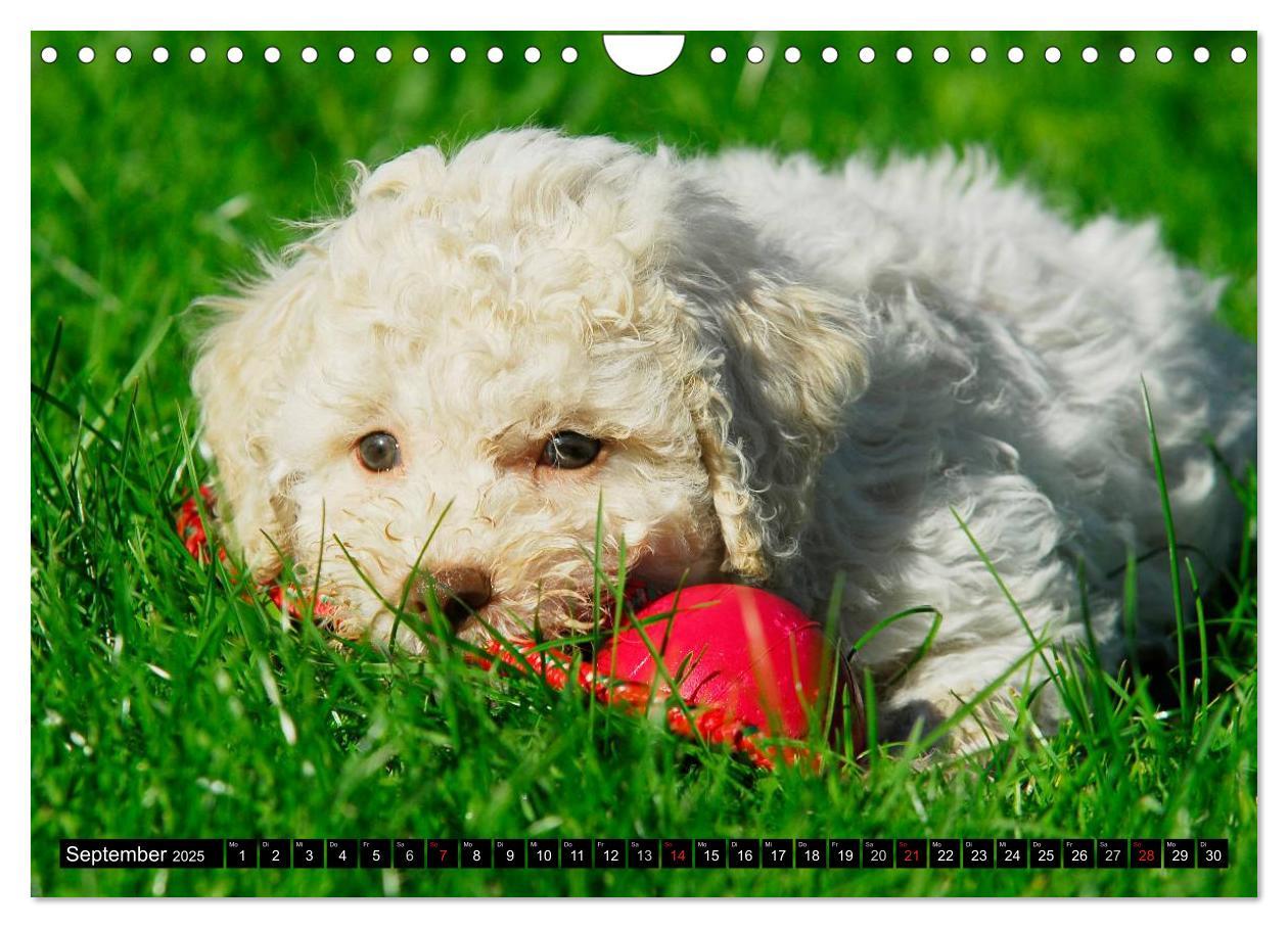 Bild: 9783435570898 | Lagotto Romagnolo - Italienischer Trüffelhund (Wandkalender 2025...