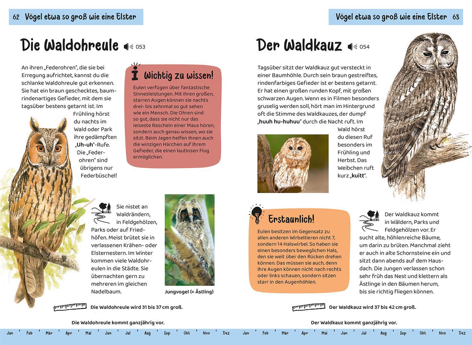 Bild: 9783440172445 | Was fliegt denn da? Kindernaturführer | Holger Haag | Taschenbuch