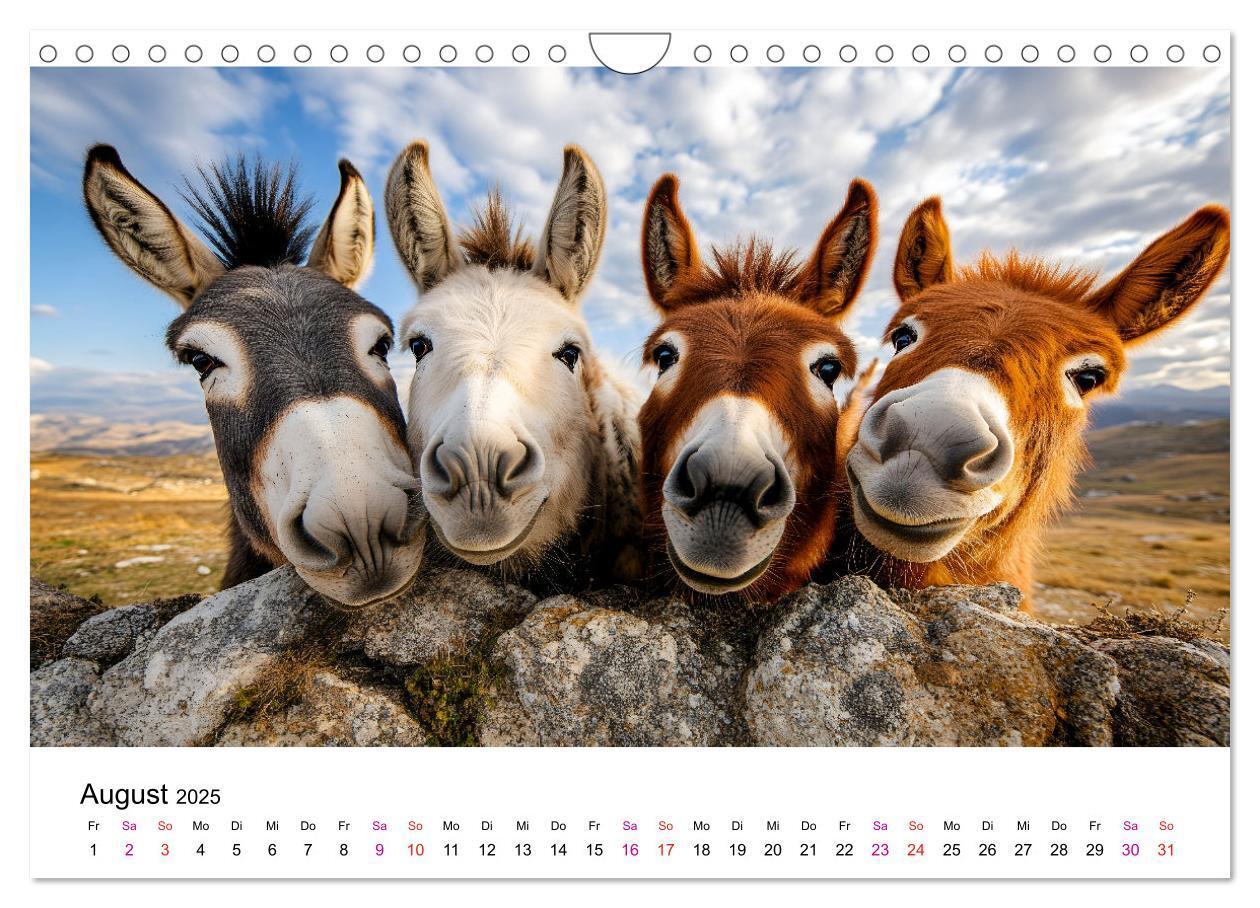 Bild: 9783457215111 | Esel - neugierige Typen (Wandkalender 2025 DIN A4 quer), CALVENDO...