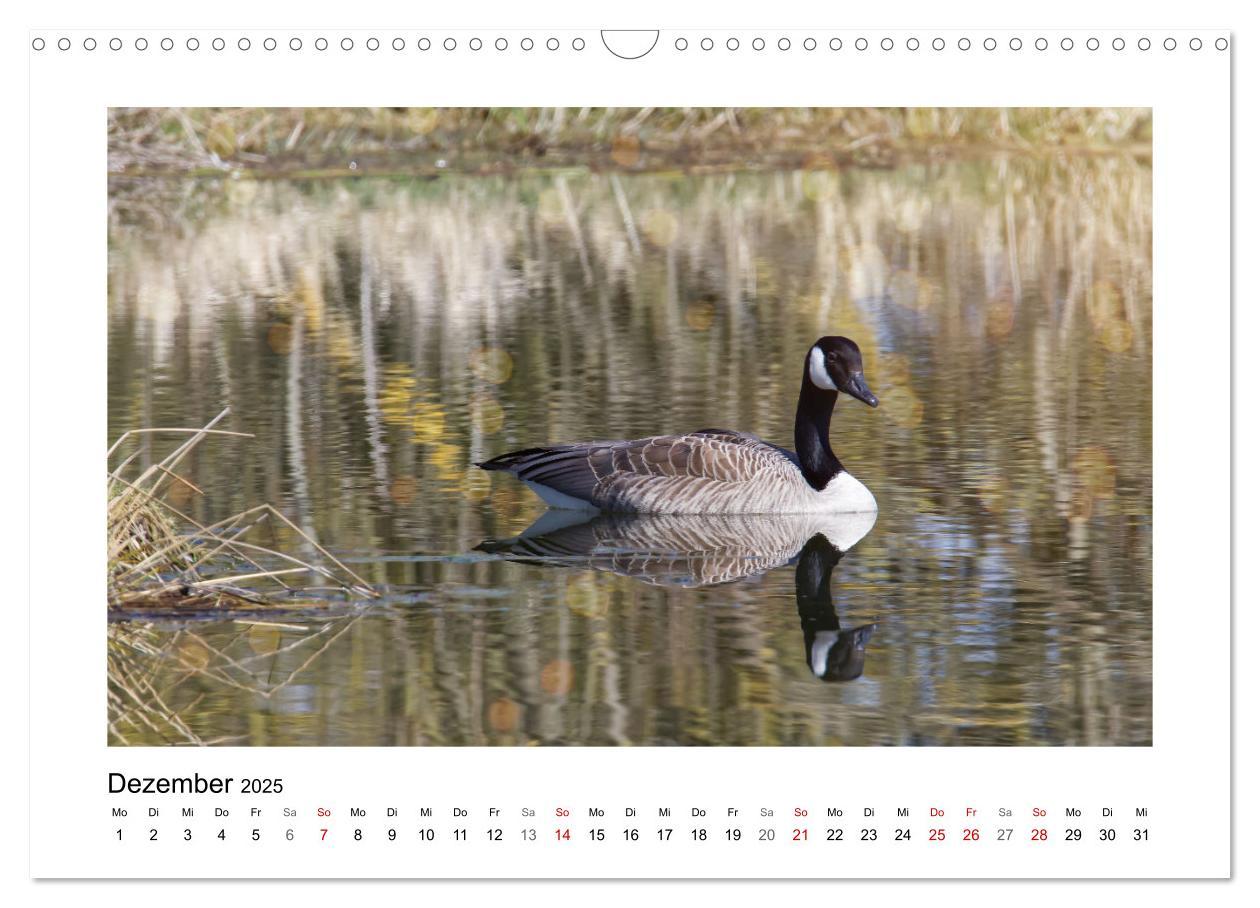 Bild: 9783383977046 | Gänse, geselliges Federvieh (Wandkalender 2025 DIN A3 quer),...