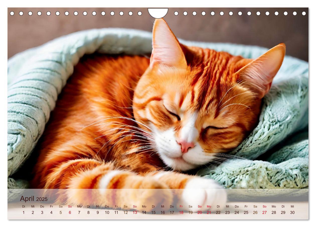 Bild: 9783383817830 | Rote Katzen (Wandkalender 2025 DIN A4 quer), CALVENDO Monatskalender