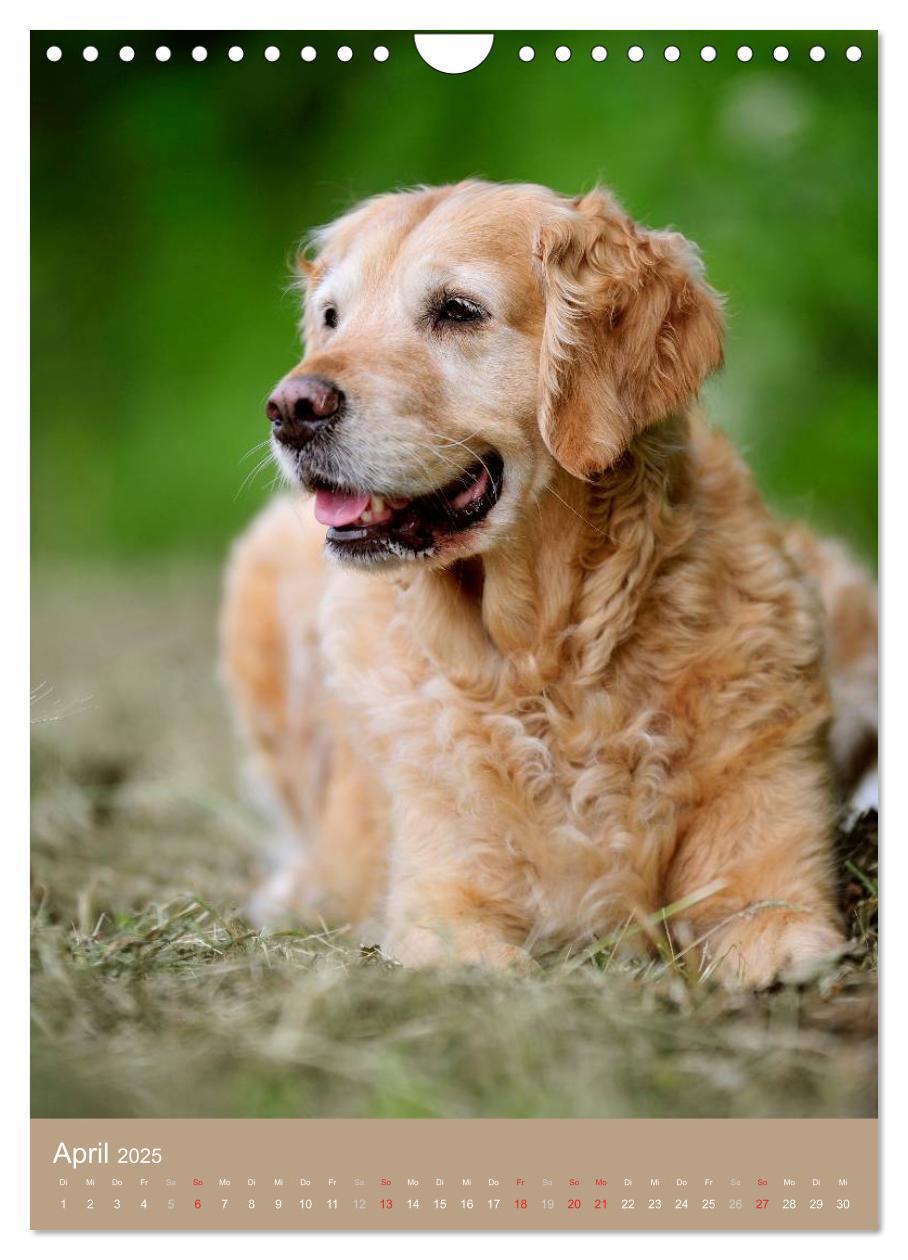 Bild: 9783457065129 | Golden Retriever (Wandkalender 2025 DIN A4 hoch), CALVENDO...