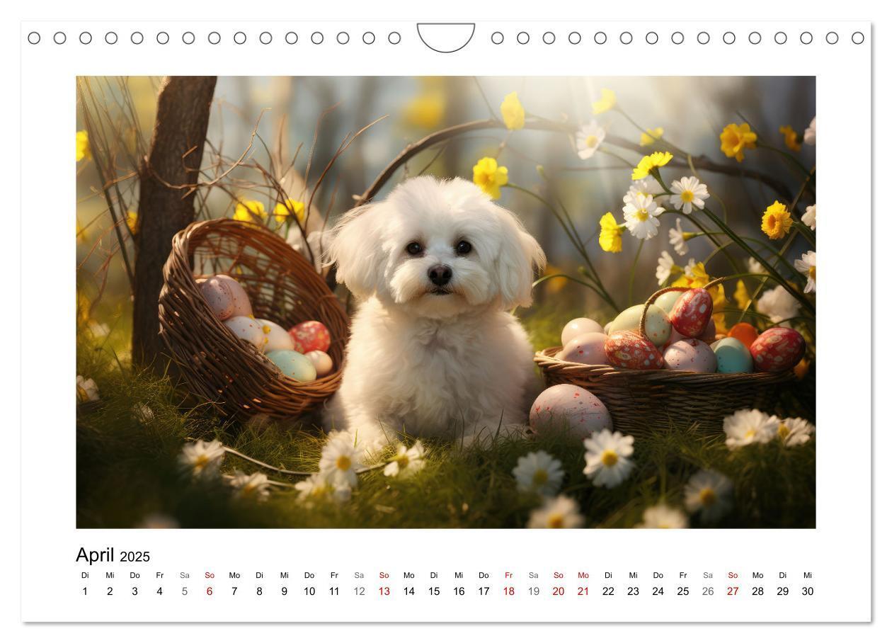 Bild: 9783383837968 | Bichon frisé, weiße Hündchen mit lockigem Haar (Wandkalender 2025...