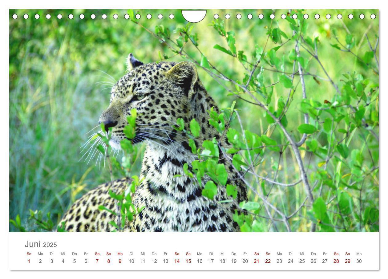 Bild: 9783435233694 | Safari / Afrika (Wandkalender 2025 DIN A4 quer), CALVENDO...