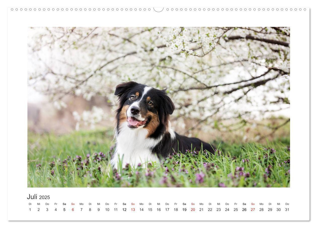 Bild: 9783435177400 | Herzensaussies - Australian Shepherd (hochwertiger Premium...