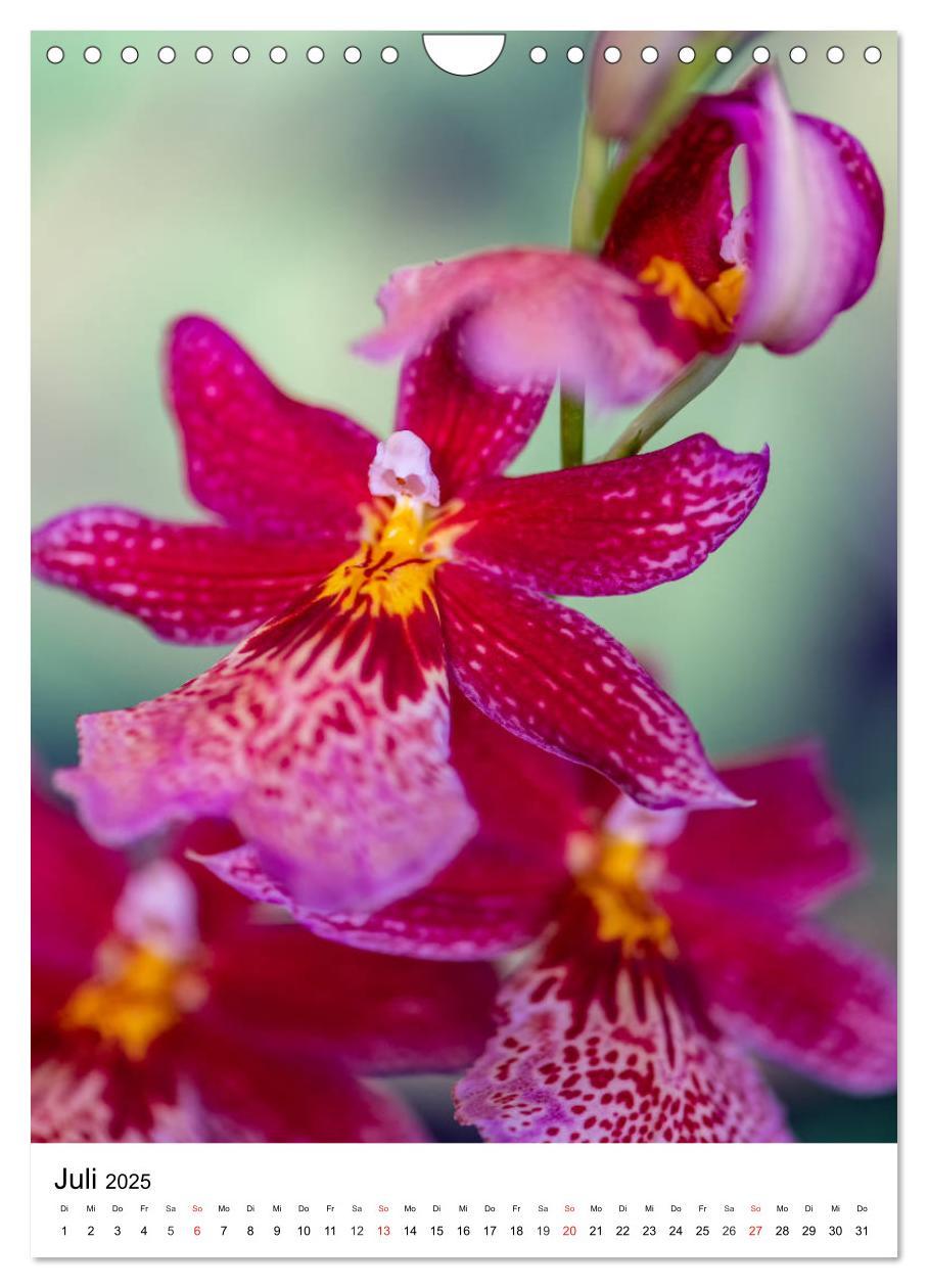 Bild: 9783435961290 | Orchideen (Wandkalender 2025 DIN A4 hoch), CALVENDO Monatskalender