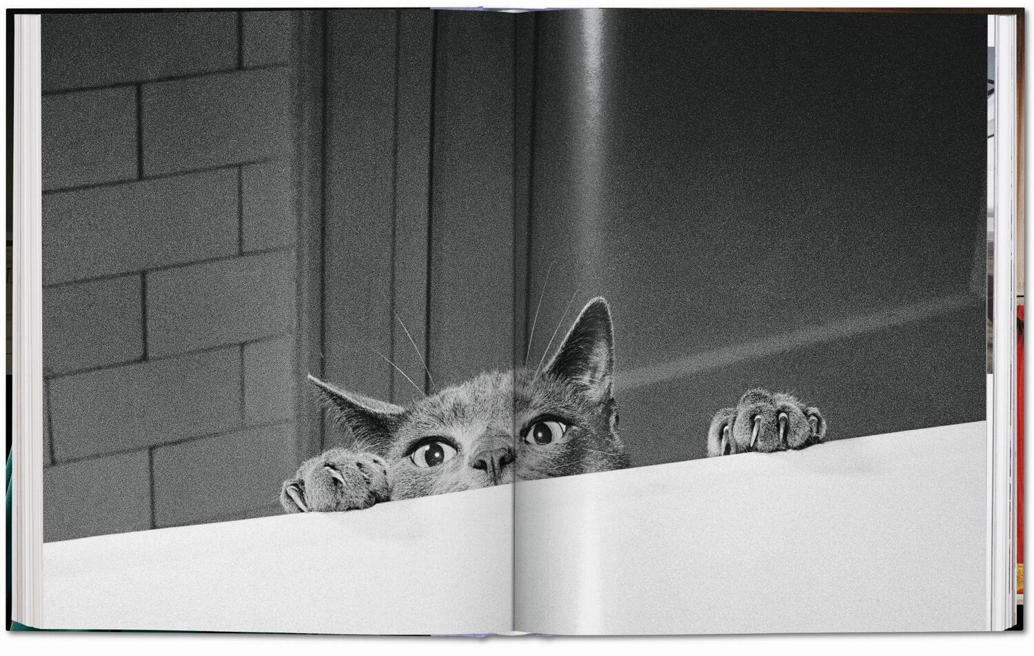 Bild: 9783836573856 | Walter Chandoha. Cats. Photographs 1942-2018 | Susan Michals | Buch
