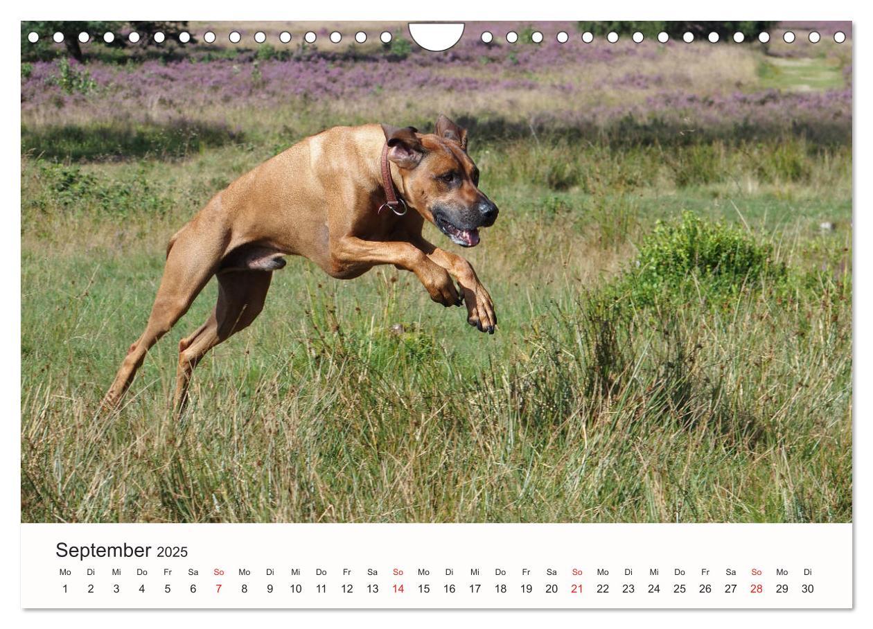 Bild: 9783435482894 | Rhodesian Ridgeback Schönheit aus Afrika (Wandkalender 2025 DIN A4...