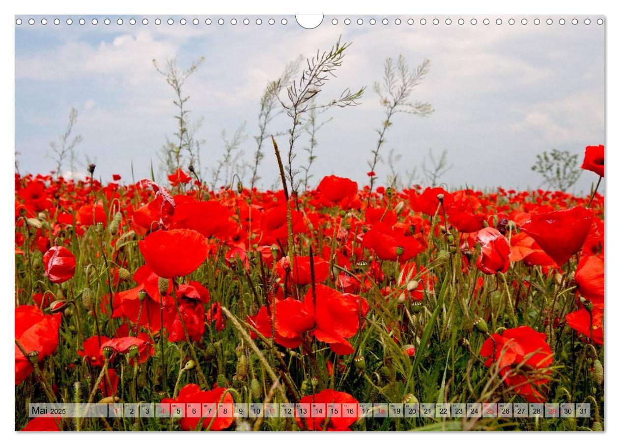 Bild: 9783435829125 | Voll Mohn (Wandkalender 2025 DIN A3 quer), CALVENDO Monatskalender