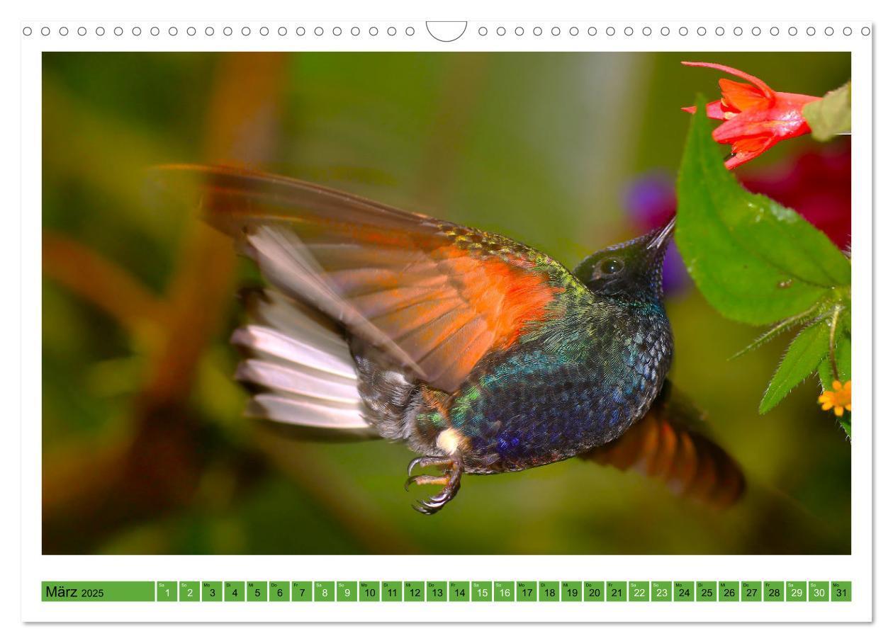 Bild: 9783435428335 | Kolibris; Anmut, Schönheit, Farben (Wandkalender 2025 DIN A3 quer),...