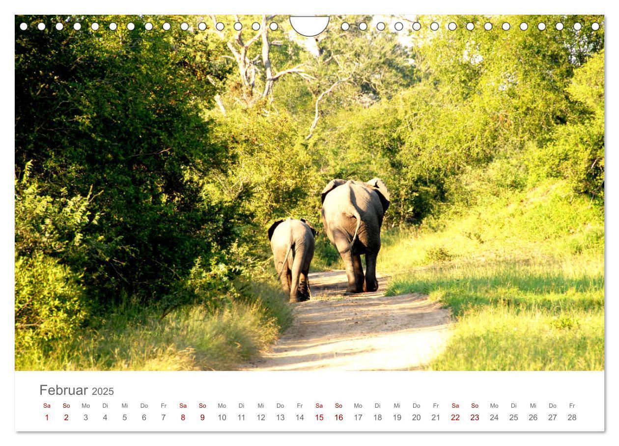 Bild: 9783435233694 | Safari / Afrika (Wandkalender 2025 DIN A4 quer), CALVENDO...