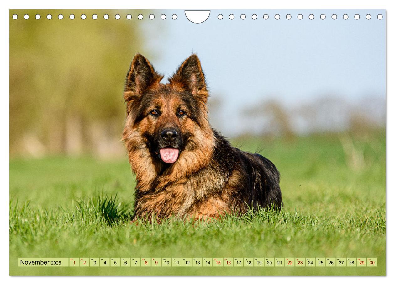 Bild: 9783383860973 | Altdeutsche Schäferhunde - Traumhafte Schäferhunde Langstockhaar...