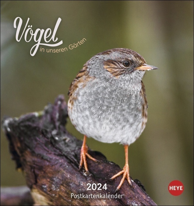 Cover: 9783756403080 | Vögel in unseren Gärten Postkartenkalender 2024. Ein kleiner...