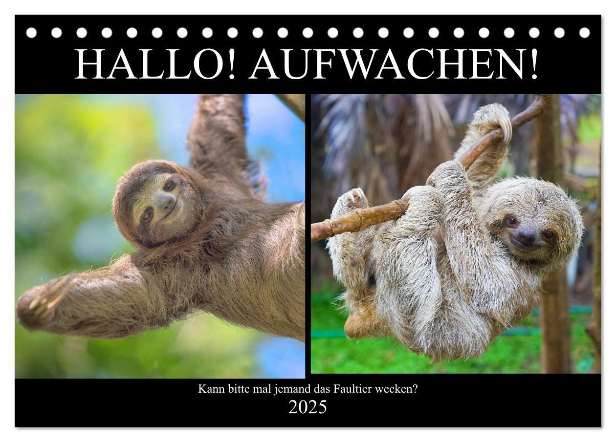 Cover: 9783435300778 | Hallo! Aufwachen! Kann bitte mal jemand das Faultier wecken?...