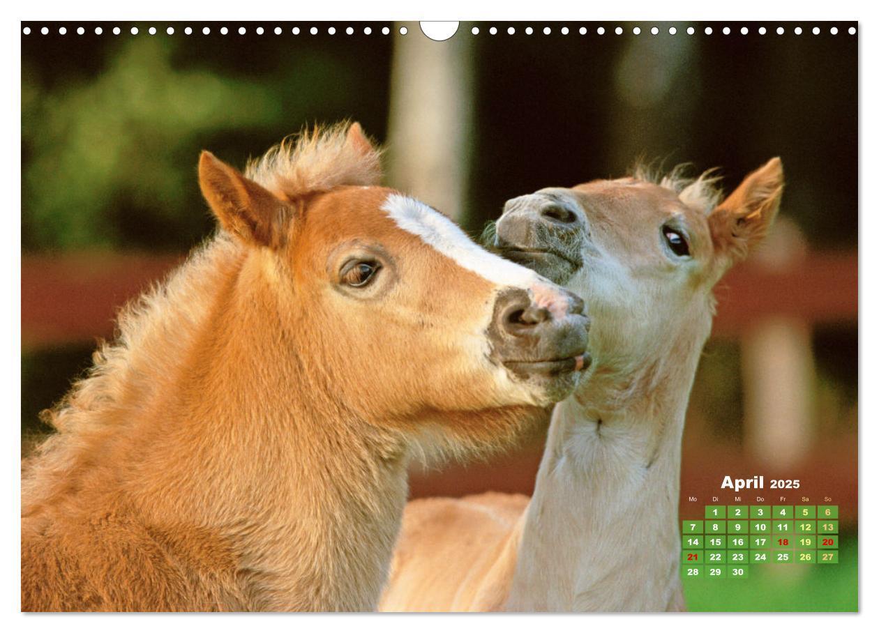 Bild: 9783457184998 | Haflinger: Die blonden Pferde von der Alm (Wandkalender 2025 DIN A3...