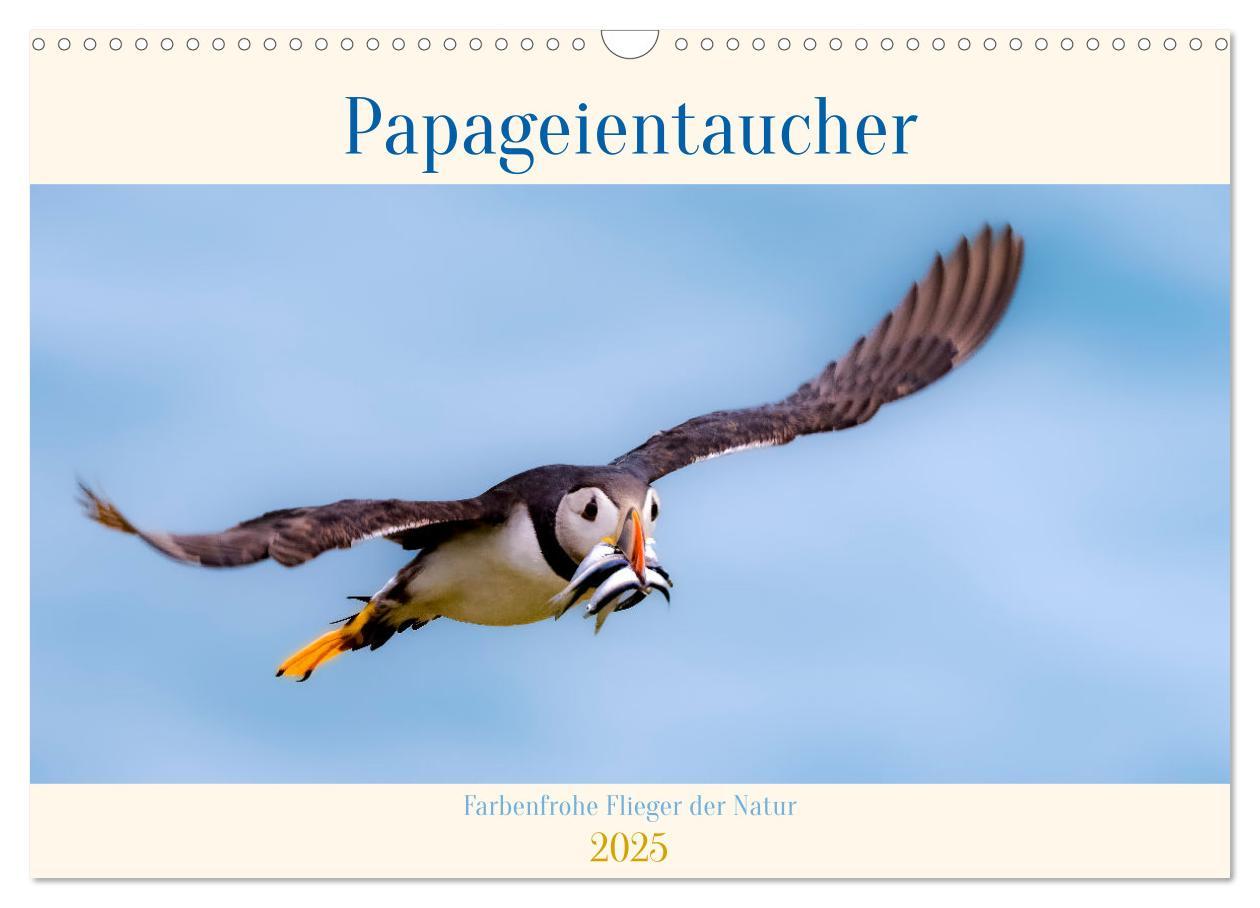 Cover: 9783457194232 | Papageientaucher - Farbenfrohe Flieger der Natur (Wandkalender 2025...