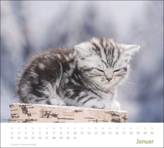 Bild: 9783756400973 | tm Katzen Bildkalender 2024. Süße Samtpfoten im Wandkalender 2024....