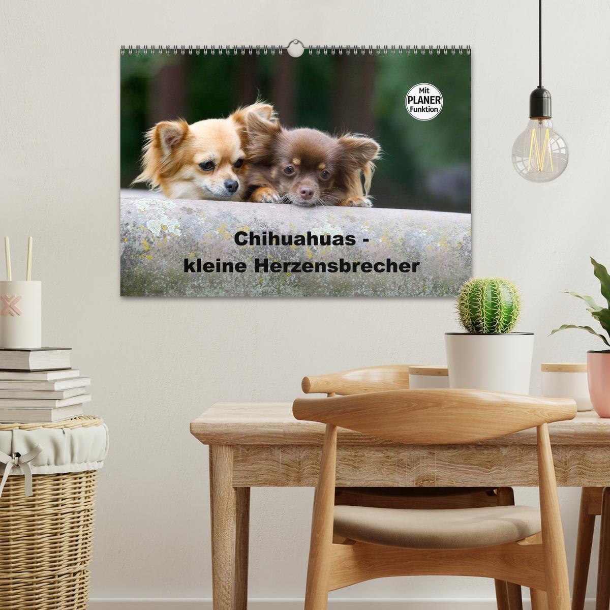 Bild: 9783435556786 | Chihuahuas - kleine Herzensbrecher (Wandkalender 2025 DIN A3 quer),...