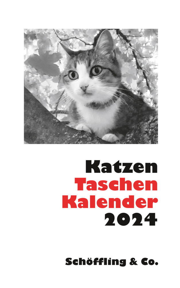 Cover: 9783895617836 | Katzen Taschenkalender 2024 | Julia Bachstein | Kalender | 144 S.