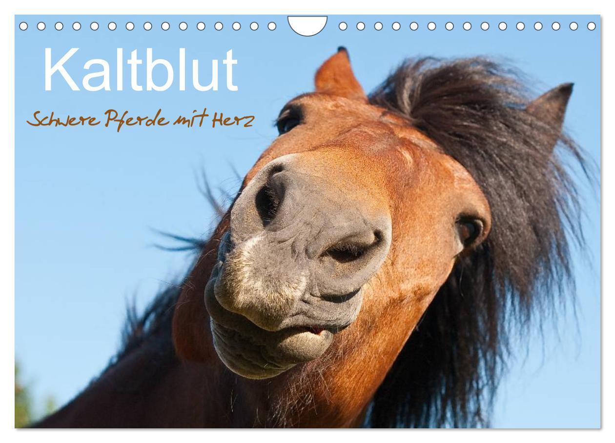 Cover: 9783675760264 | Kaltblut - schwere Pferde mit Herz (Wandkalender 2024 DIN A4 quer),...