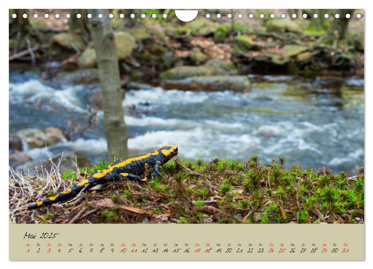 Bild: 9783435173228 | Feuersalamander - Liebenswerte Heimlichtuer (Wandkalender 2025 DIN...