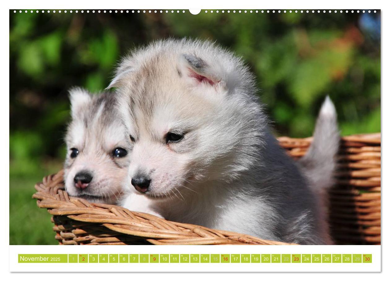 Bild: 9783435746705 | Siberian Husky - der Urtyp (hochwertiger Premium Wandkalender 2025...