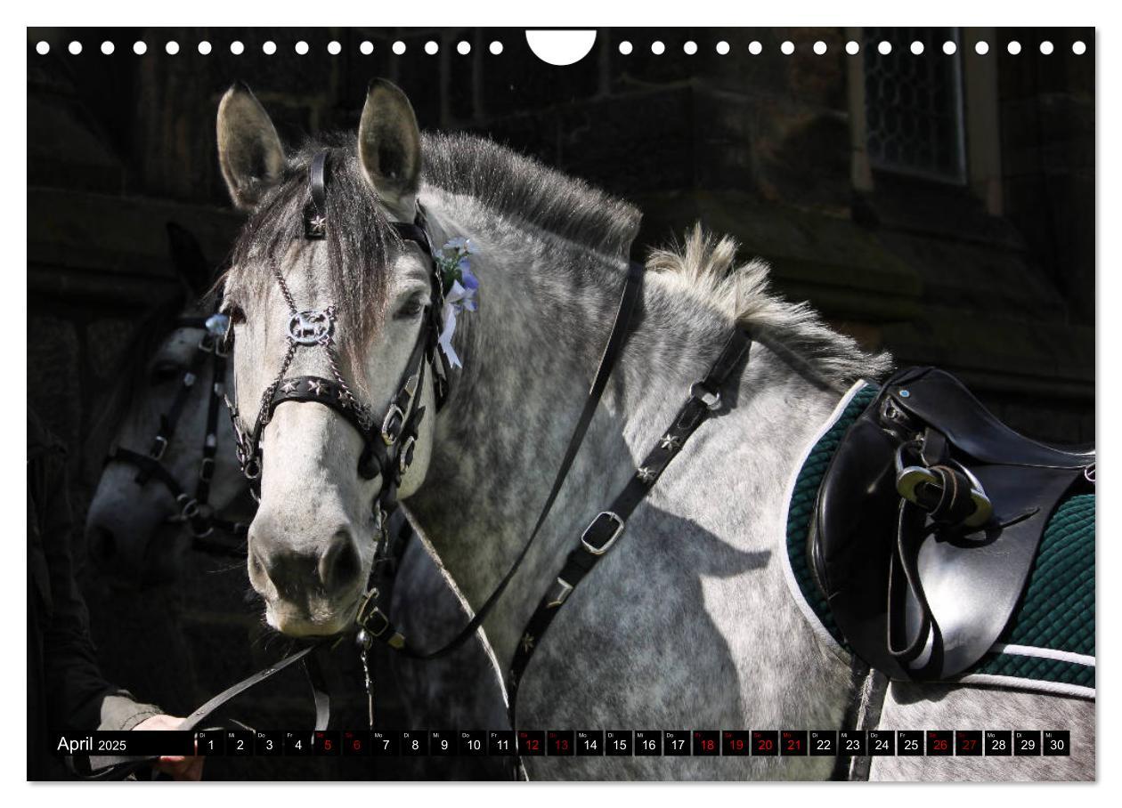 Bild: 9783435395590 | Schwere Warmblüter 2025 (Wandkalender 2025 DIN A4 quer), CALVENDO...