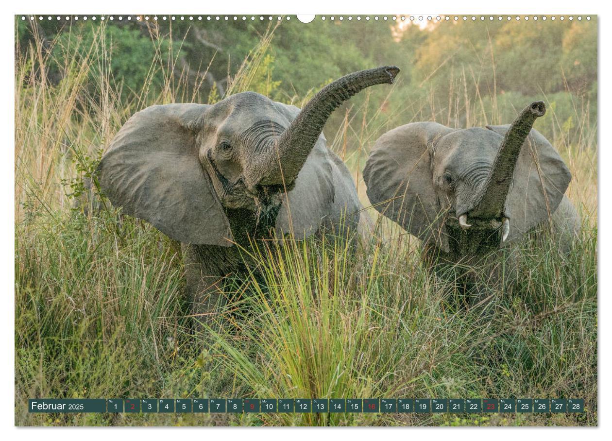 Bild: 9783435312757 | Wildlife Sambia (Wandkalender 2025 DIN A2 quer), CALVENDO...