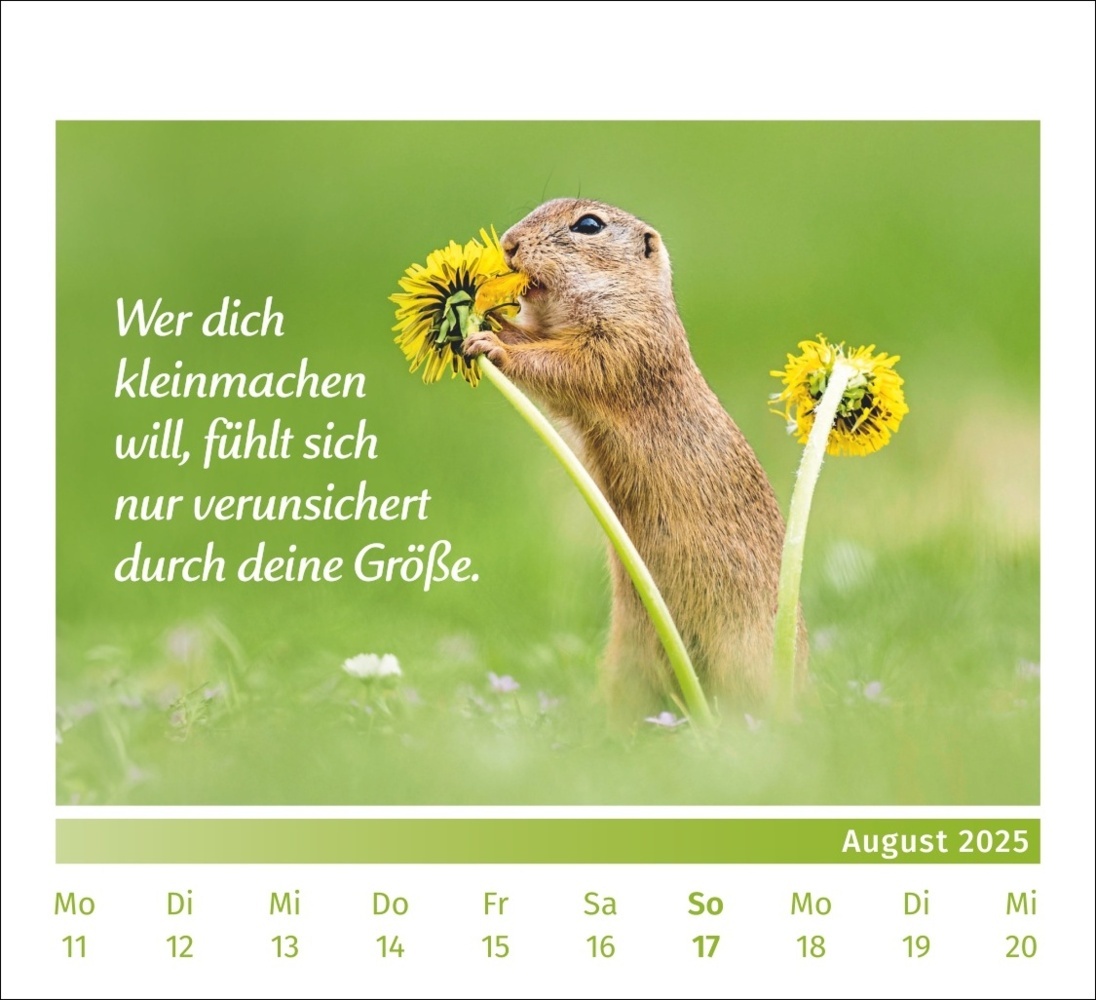 Bild: 9783840196072 | PAL - Der Lebensfreude Tischkalender 2025 | Rolf Merkle Doris Wolf