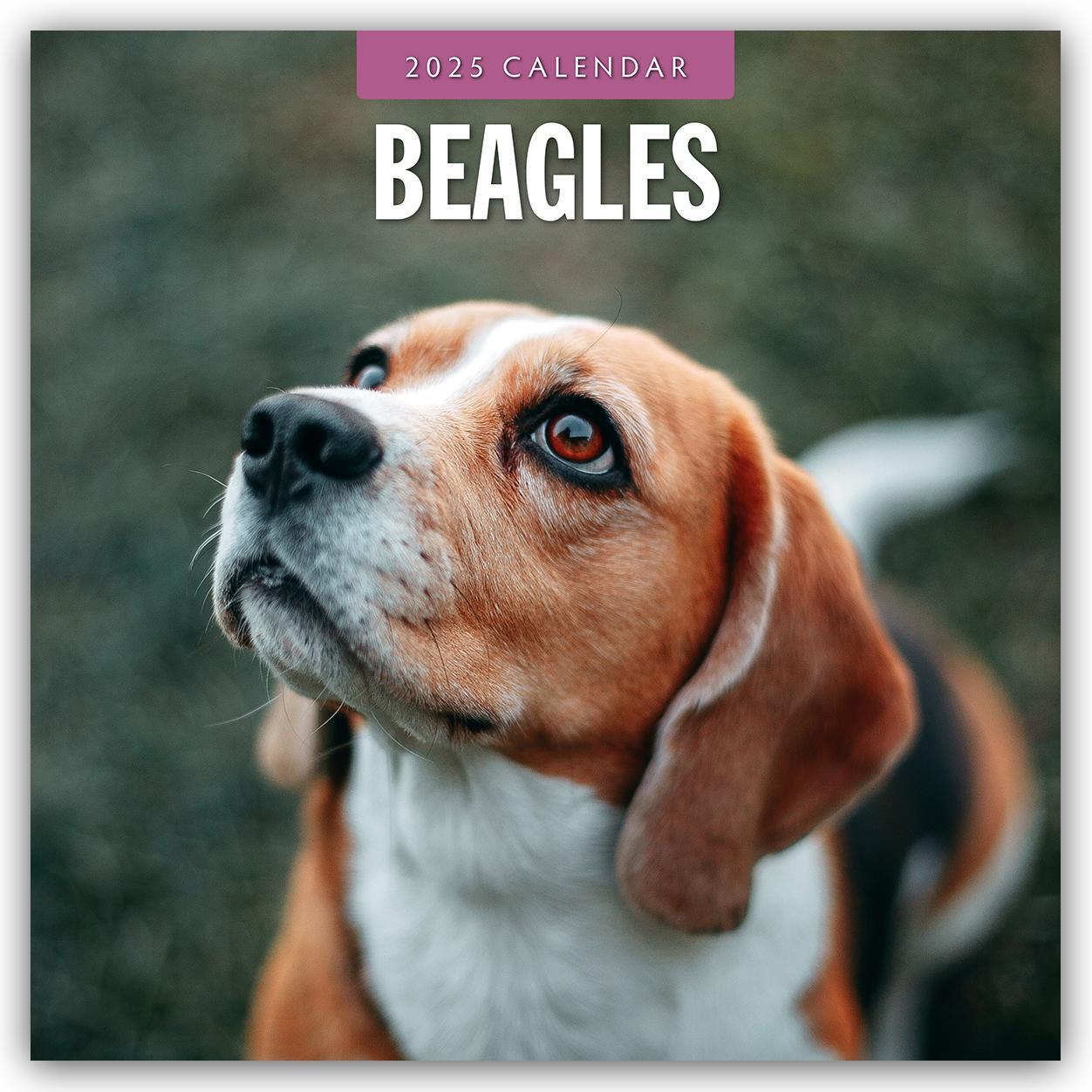 Cover: 9781804424247 | Beagles - Beagle 2025 - 16-Monatskalender | Robin Red | Kalender