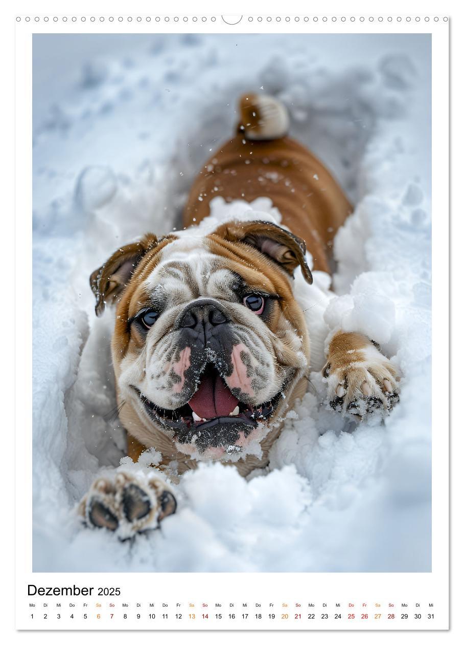 Bild: 9783457175729 | Englische Bulldogge - sanfter Kumpel (Wandkalender 2025 DIN A2...