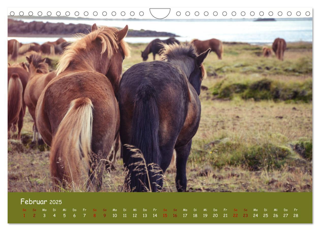 Bild: 9783435072293 | Das Islandpferd (Wandkalender 2025 DIN A4 quer), CALVENDO...