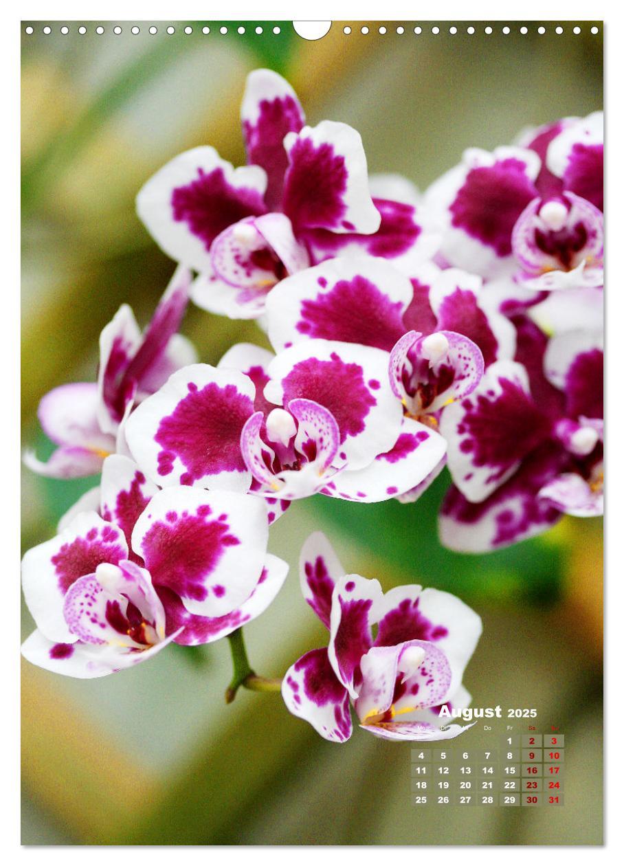 Bild: 9783435903313 | Traumhafte Orchideen (Wandkalender 2025 DIN A3 hoch), CALVENDO...