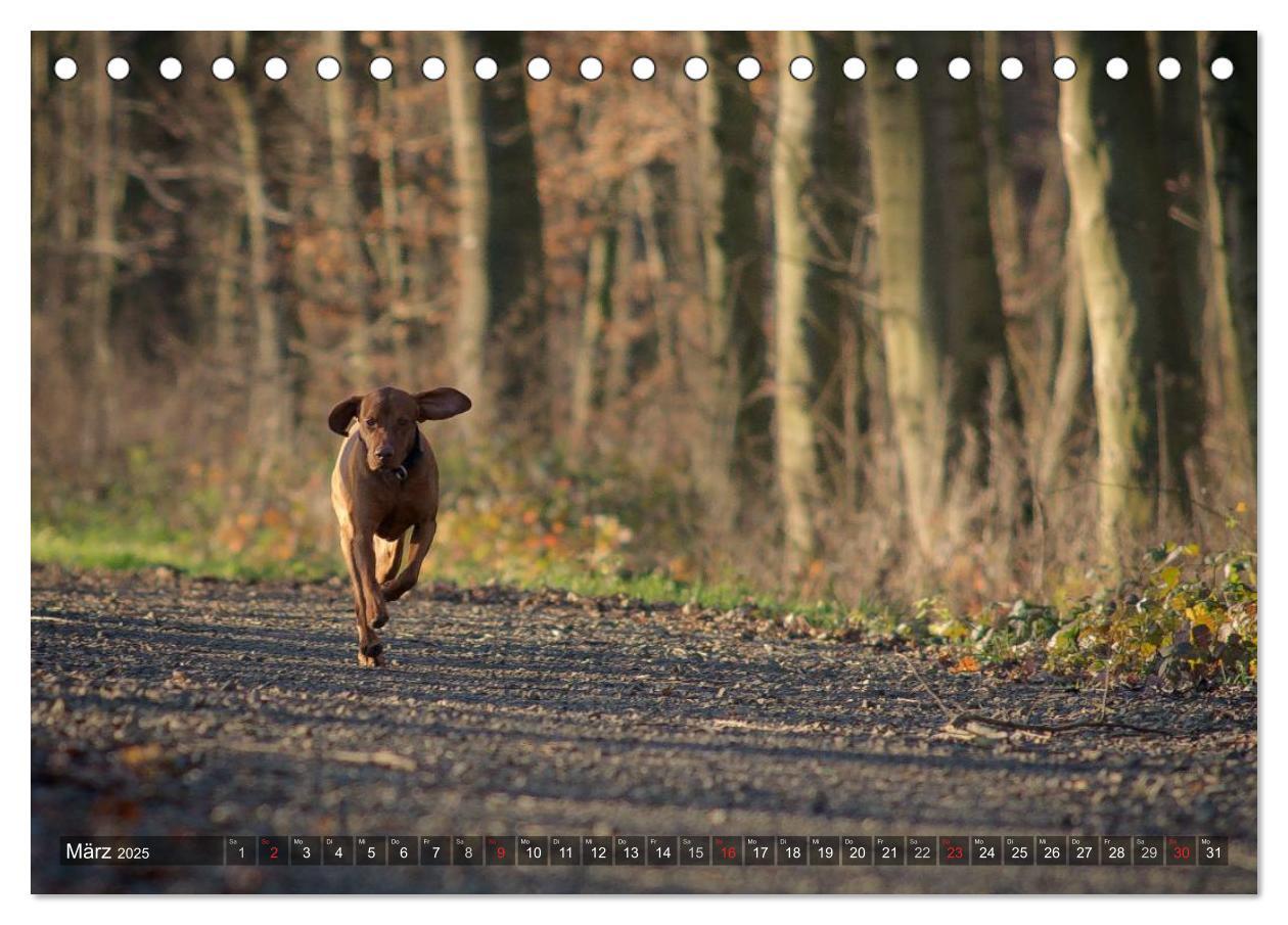 Bild: 9783435501885 | Der Vizsla 2025 (Tischkalender 2025 DIN A5 quer), CALVENDO...