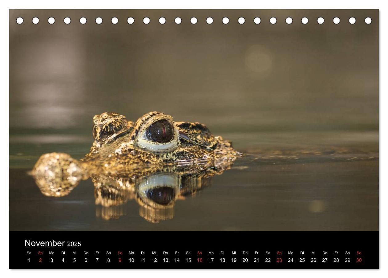 Bild: 9783435826315 | Reptilien &amp; Co. (Tischkalender 2025 DIN A5 quer), CALVENDO...