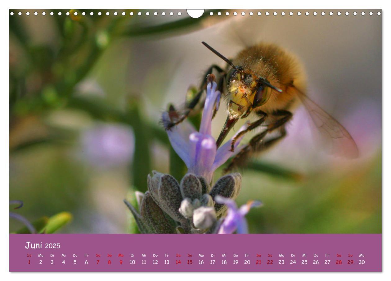 Bild: 9783435072873 | Insekten - Kleine Wunder (Wandkalender 2025 DIN A3 quer), CALVENDO...